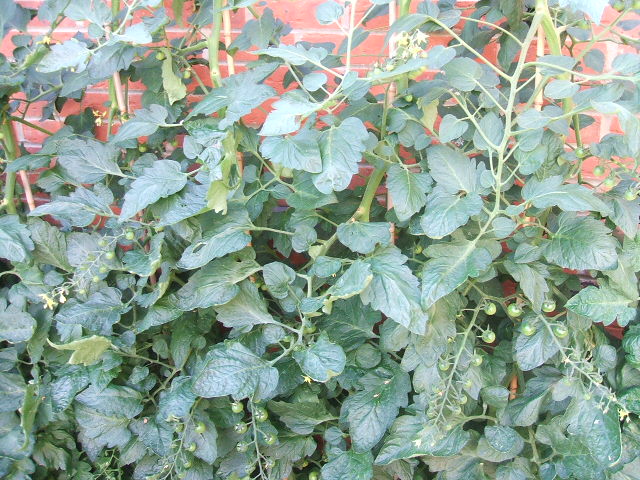 2009_0705Image0007