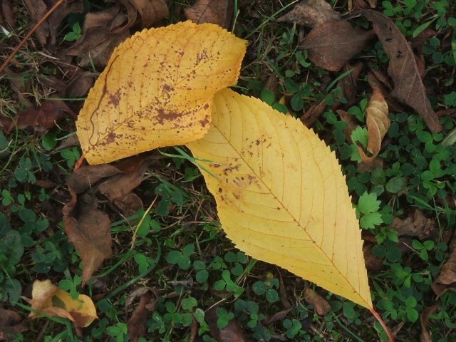 2009_1015Image0004