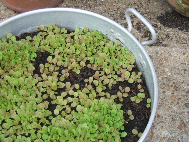 2010_0719Image0006